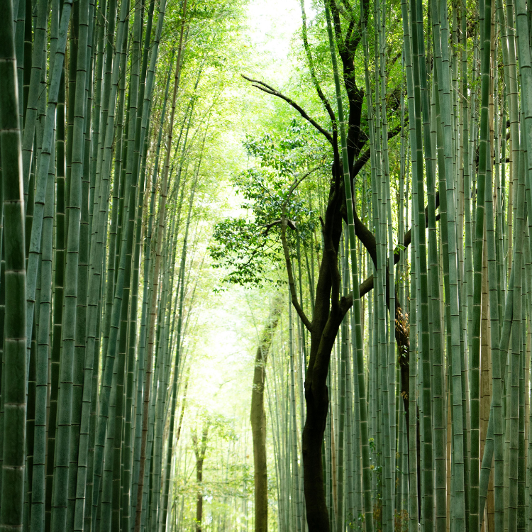 Bamboo